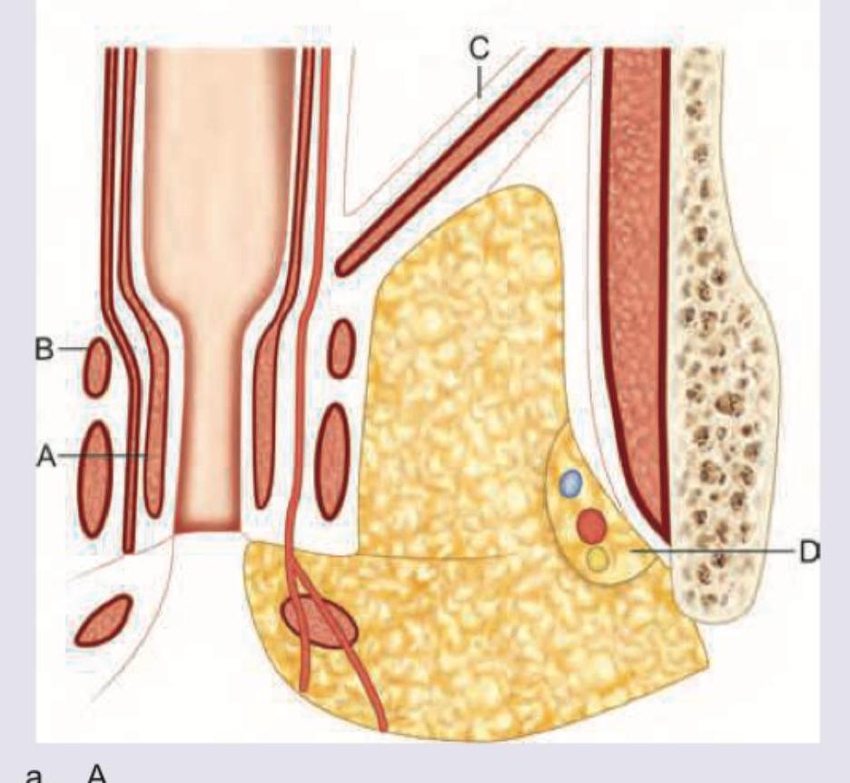 Image for question 509