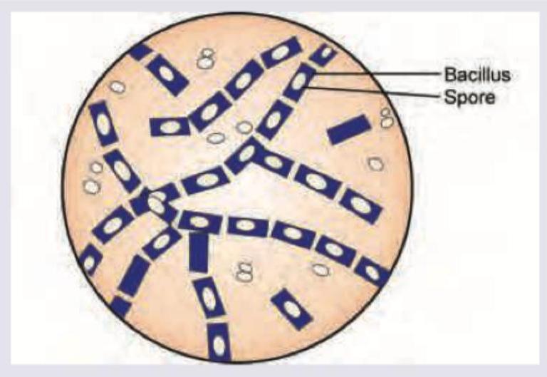 Image for question 4
