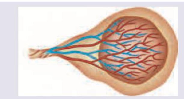 Image for question 939