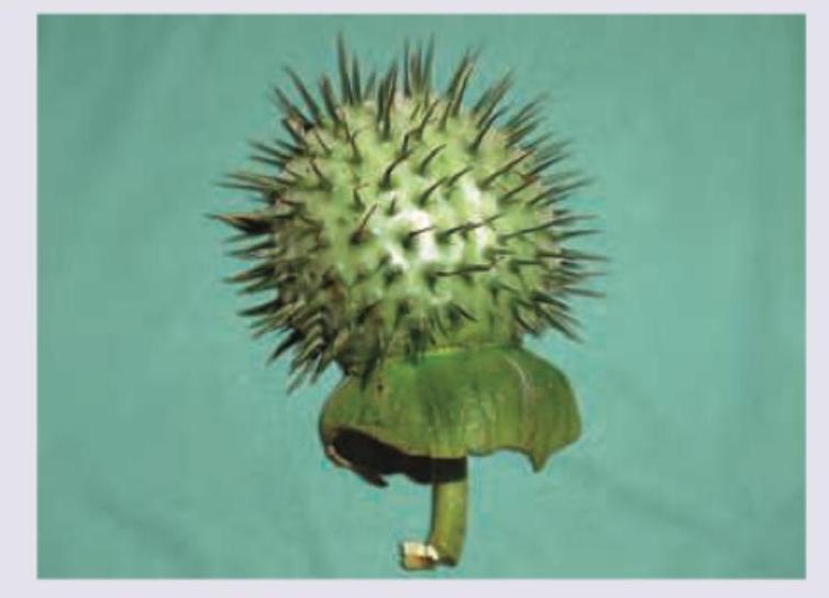 Image for question 779