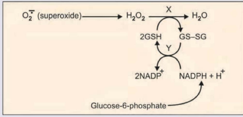 Image for question 24
