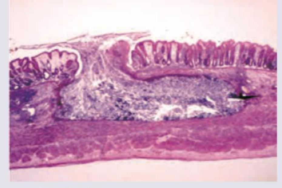 Image for question 456