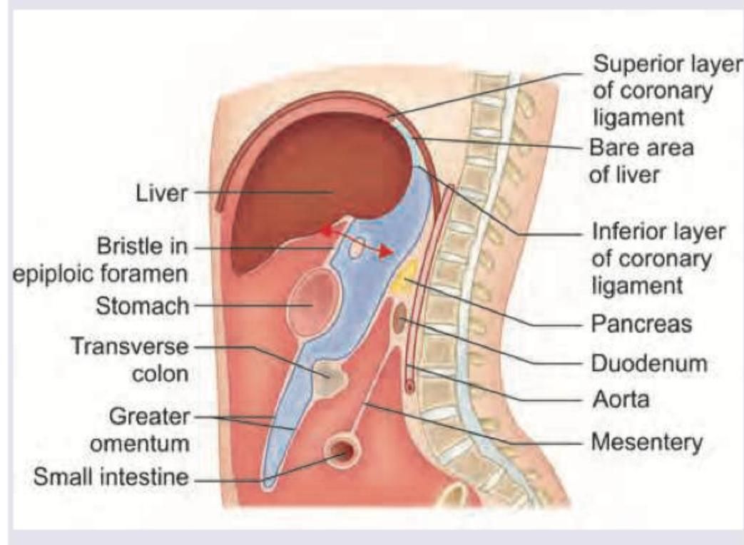 Image for question 62