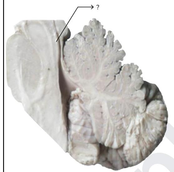 Image for question 8