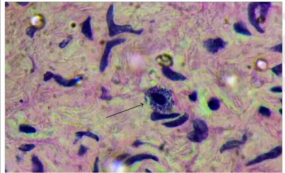 Image for question 4