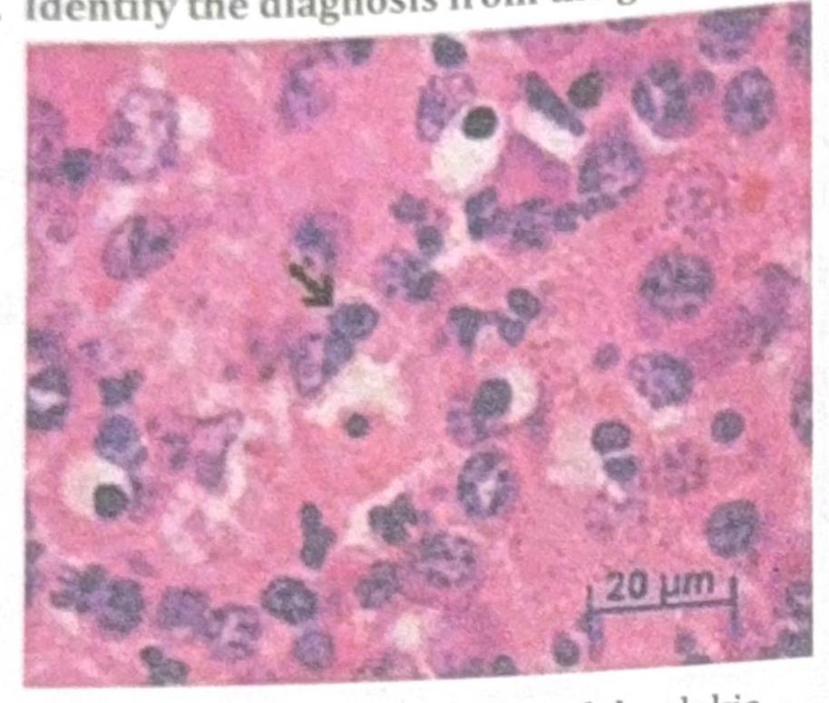 Image for question 8