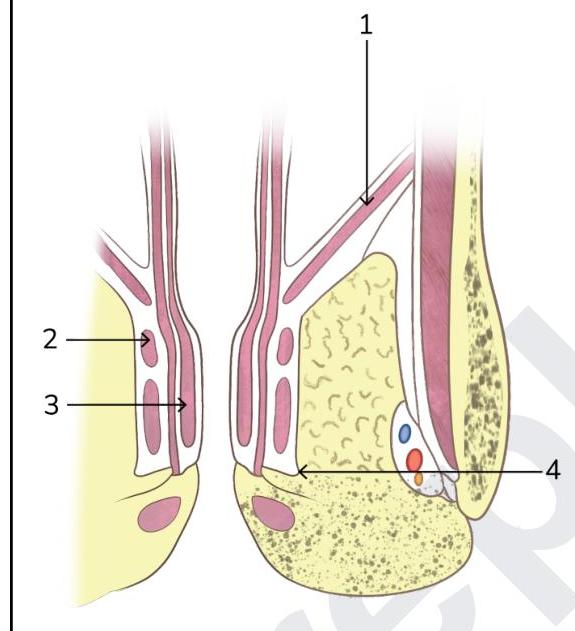 Image for question 526