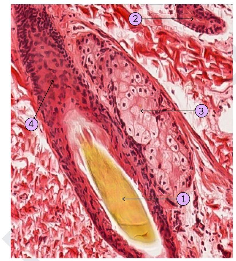 Image for question 13