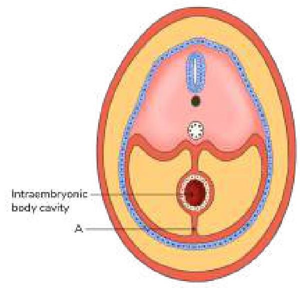 Image for question 1095
