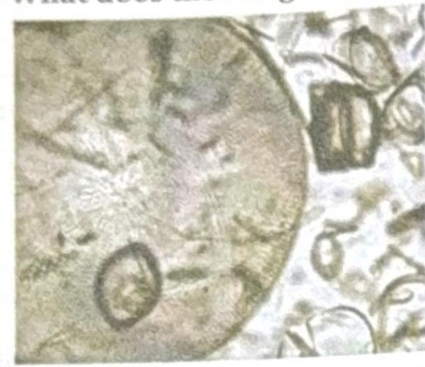 Image for question 2094