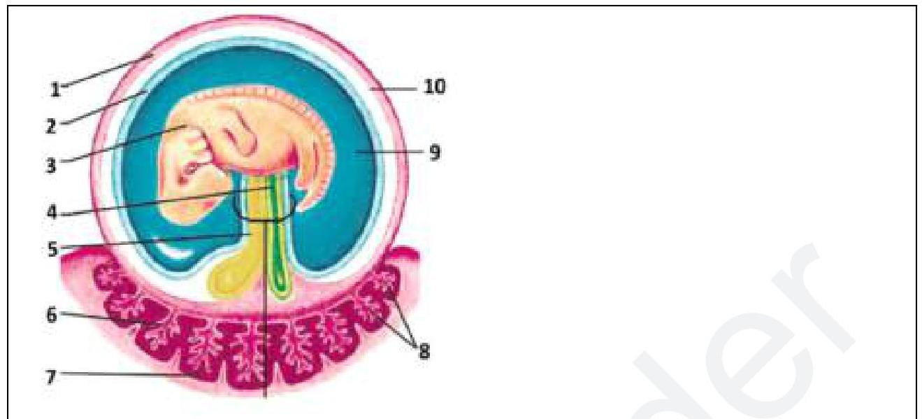 Image for question 7