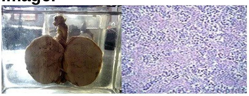 Image for question 4