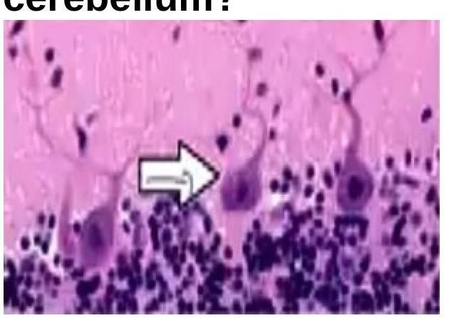 Image for question 9