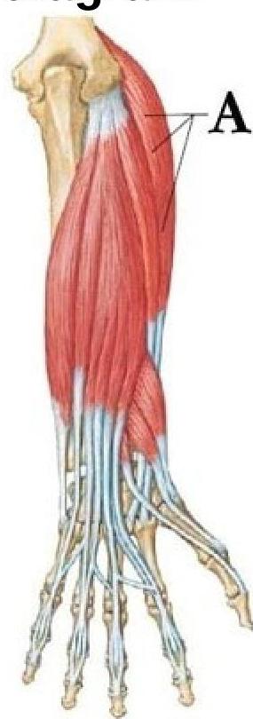 Image for question 747