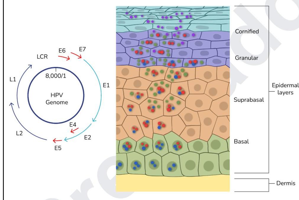 Image for question 8