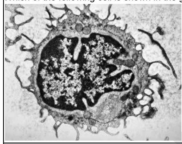 Image for question 7