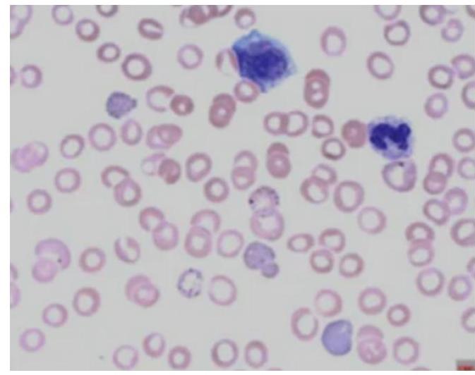 Image for question 5