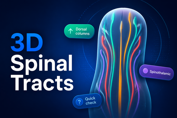 3D Spinal Tracts