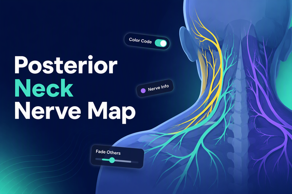 Posterior Neck Nerve Map
