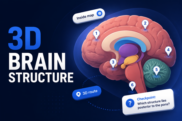 3D Brain Structure