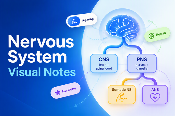Nervous System Visual Notes