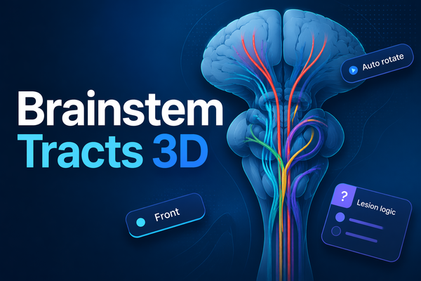 Brainstem Tracts 3D