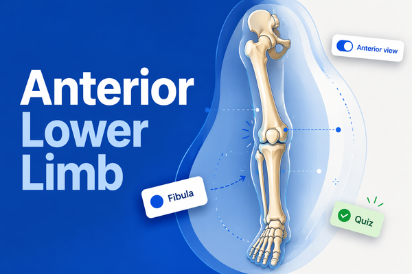 Anterior Lower Limb