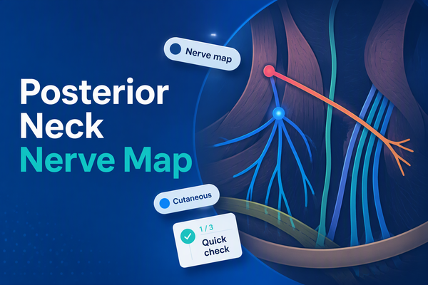 Posterior Neck Nerve Map